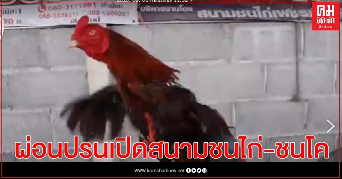 ผู้ว่า กทม.เซ็นคำสั่งผ่อนปรนให้เปิดสนามชนไก่-ชนโค แต่ต้องทำตามเงื่อนไข ผู้ว่า กทม.เซ็นคำสั่งผ่อนปรนให้เปิดสนามชนไก่-ชนโค แต่ต้องทำตามเงื่อนไข