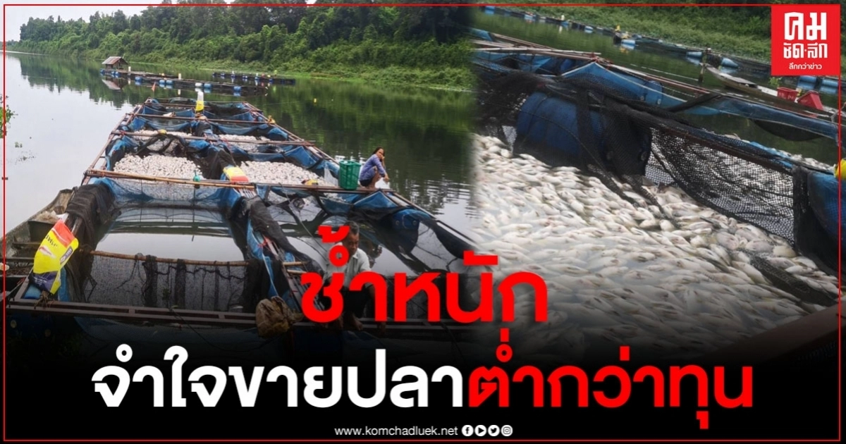 "พายุซินลากู" ถล่มหนัก ทำให้ปลากระชังน็อคน้ำตายเป็นแพ ช้ำหนักต้องเอามาขายแบบขาดทุน