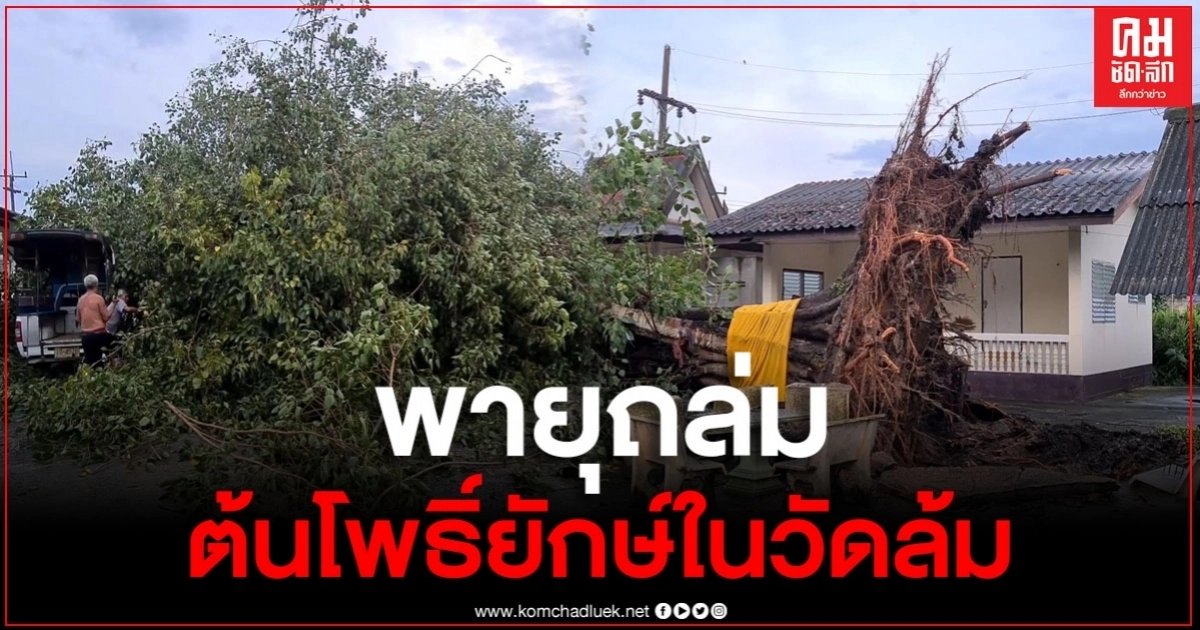 "พายุซินลากู" ทำฝนตกหนัก ลมแรง ต้นโพธิ์ยักษ์ในวัดเกินต้าน ล้มถอนรากถอนโคน ทับรถกระบะ 2 คัน "พายุซินลากู" ทำฝนตกหนัก ลมแรง ต้นโพธิ์ยักษ์ในวัดเกินต้าน ล้มถอนรากถอนโคน ทับรถกระบะ 2 คัน