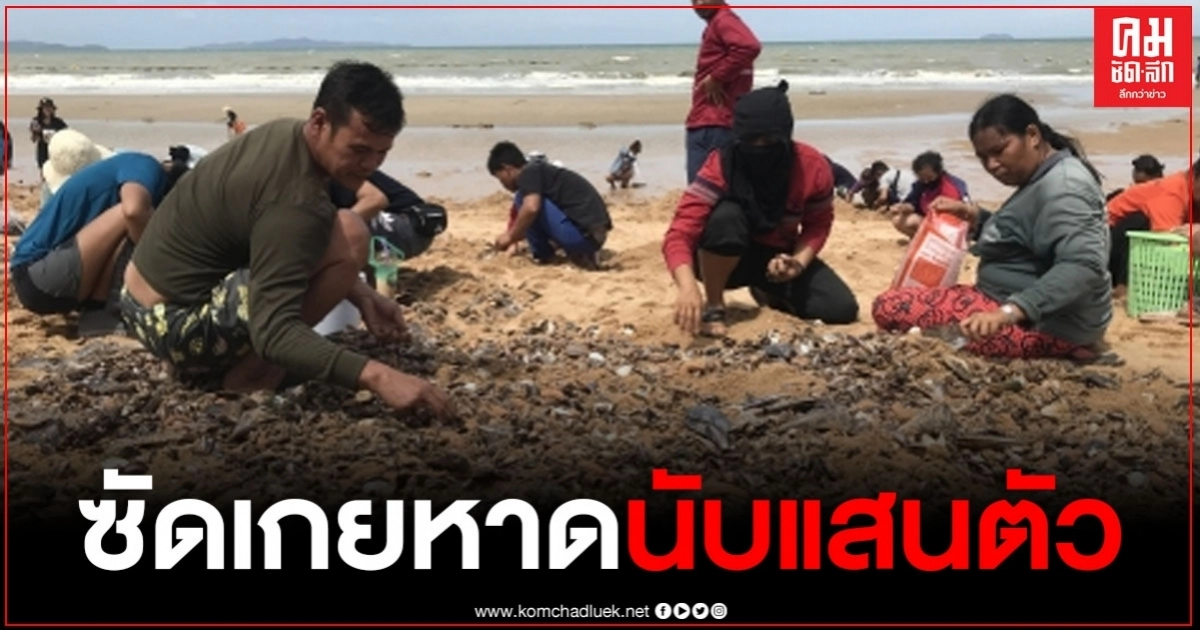 ชาวบ้านกว่าร้อย แห่เก็บหอย หลังลมแรงซัดเกยหาดนับแสนตัว