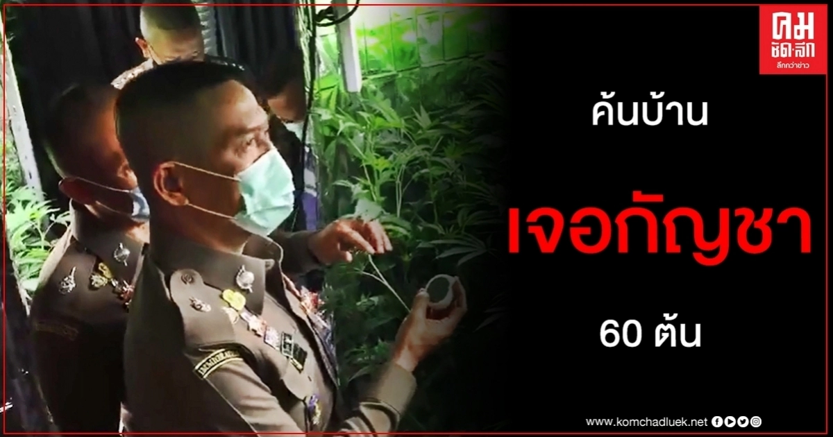 จับสาวไทย-ผัวฝรั่งรับจ้างทำวีซ่าปลอม ผงะค้นบ้านเจอกัญชาอีก 60 ต้น จับสาวไทย-ผัวฝรั่งรับจ้างทำวีซ่าปลอม ผงะค้นบ้านเจอกัญชาอีก 60 ต้น