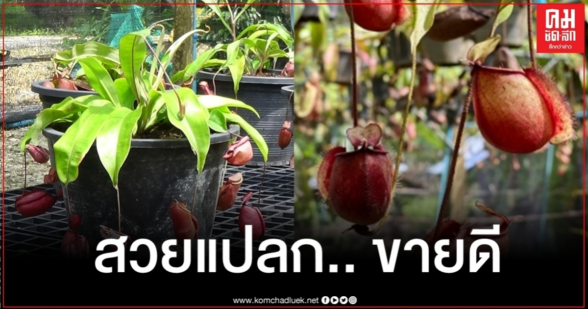 เริ่มจากความชอบ หนุ่มสตูลต่อยอดต้นหม้อข้าวหม้อแกงลิงสร้างรายได้ เริ่มจากความชอบ หนุ่มสตูลต่อยอดต้นหม้อข้าวหม้อแกงลิงสร้างรายได้