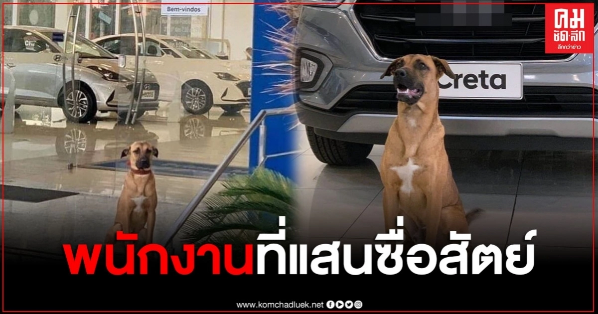 เจ้าตูบหน้าตามุ่งมั่น นั่งเฝ้าหน้าโชว์รูมทุกวันจนได้รางวัลตอบแทน