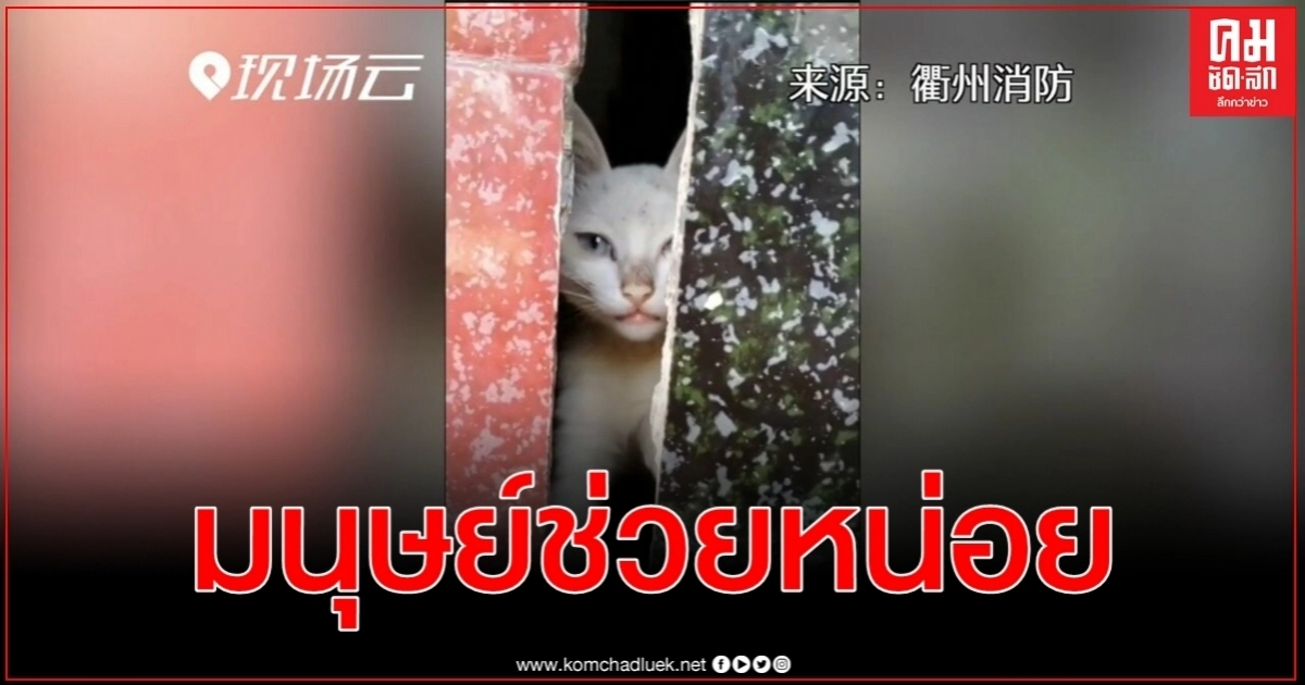 คลิปมนุษย์ช่วยด้วยแมวน้อยติดซอกตึกร้อนถึงหน่วยกู้ภัยทุบกำแพง คลิปมนุษย์ช่วยด้วยแมวน้อยติดซอกตึกร้อนถึงหน่วยกู้ภัยทุบกำแพง