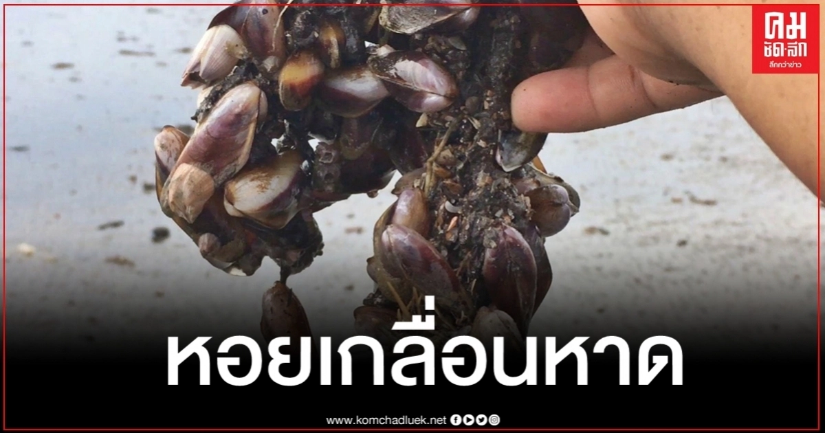 ฤทธิ์ซินลากู คลื่นซัดหอยพงมหาศาลเกลื่อนหาดกระบี่กว่า 7 กม.