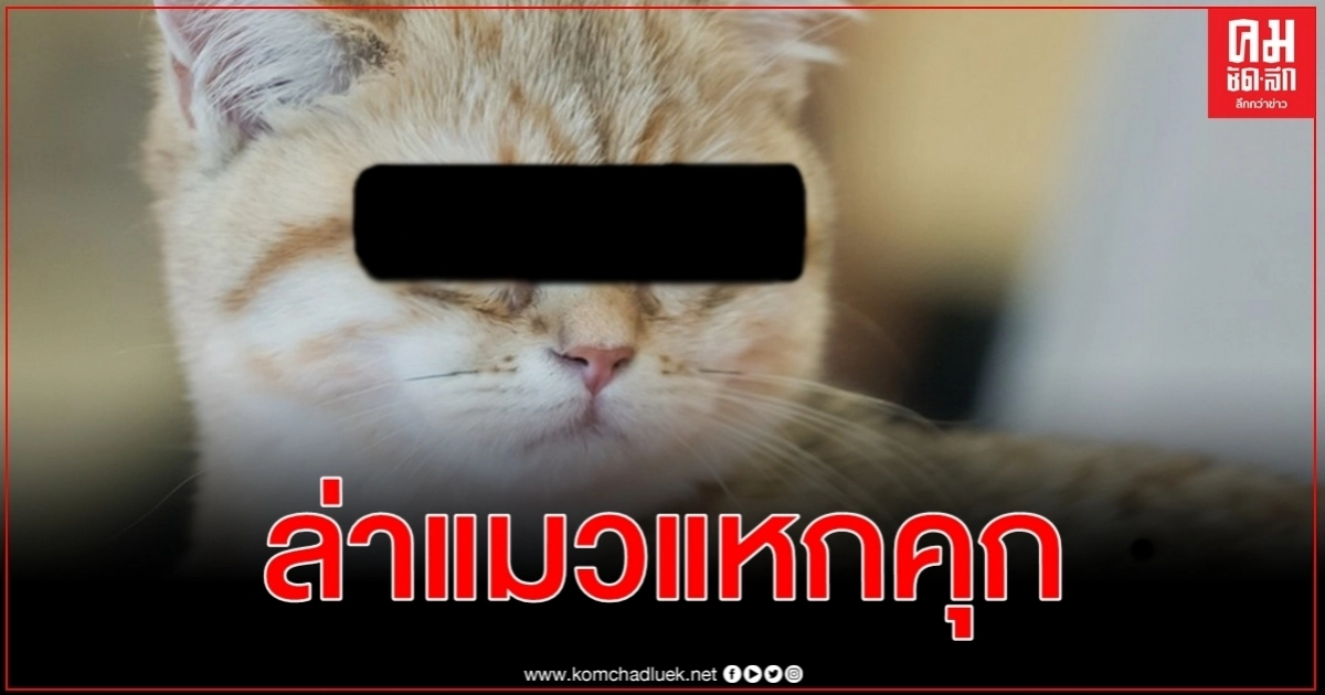 เปิดภารกิจเร่งล่าตัวแมวแหกคุกถูกคุมขังโทษฐานขนเฮโรอีน - ซิมการ์ดเข้าเรือนจำ