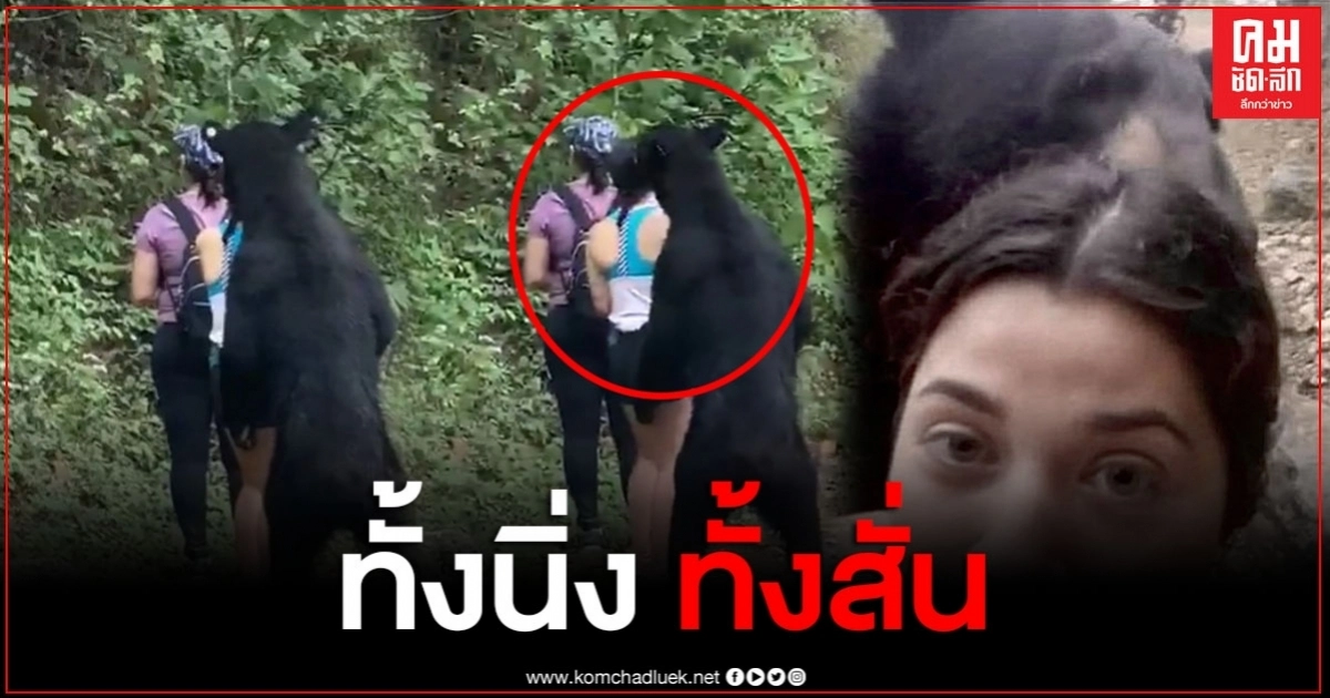 แทบหยุดหายใจ นทท.เจอหมียืน 2 ขา ขณะถ่ายเซลฟี่ ทำก้าวไม่ออก (คลิป) แทบหยุดหายใจ นทท.เจอหมียืน 2 ขา ขณะถ่ายเซลฟี่ ทำก้าวไม่ออก (คลิป)