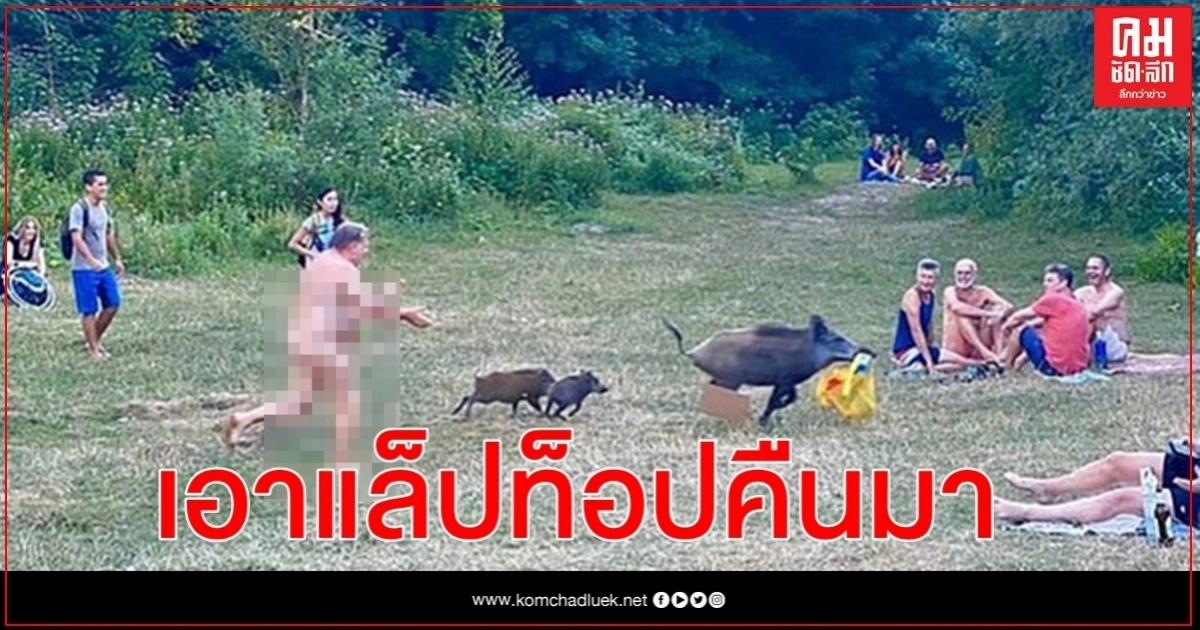เมื่อหมูป่าขโมยแล็ปท็อปขณะเจ้าของอาบแดดในชุดวันเกิด เมื่อหมูป่าขโมยแล็ปท็อปขณะเจ้าของอาบแดดในชุดวันเกิด