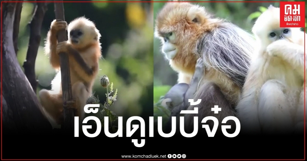 ชมความน่ารัก "เจ้าลิงน้อย" โชว์ตัว หลังเพิ่งลืมตาดูโลกได้ไม่กี่วัน