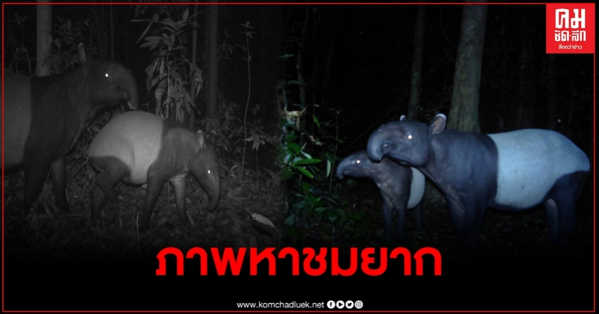 ภาพหาชมยาก แม่ลูก"สมเสร็จ" ออกหากินช่วงกลางคืน​ในอุทยานแห่งชาติไทรโยค