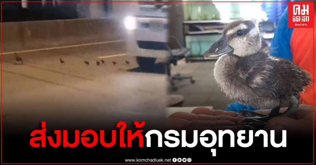 แม่ลูกนกเป็ดน้ำ 6 ตัว ข้ามถนนหวิดโดนรถเหยียบ ล่าสุดเตรีมส่งมอบให้กรมอุทยานรับไปดูแลต่อ แม่ลูกนกเป็ดน้ำ 6 ตัว ข้ามถนนหวิดโดนรถเหยียบ ล่าสุดเตรีมส่งมอบให้กรมอุทยานรับไปดูแลต่อ