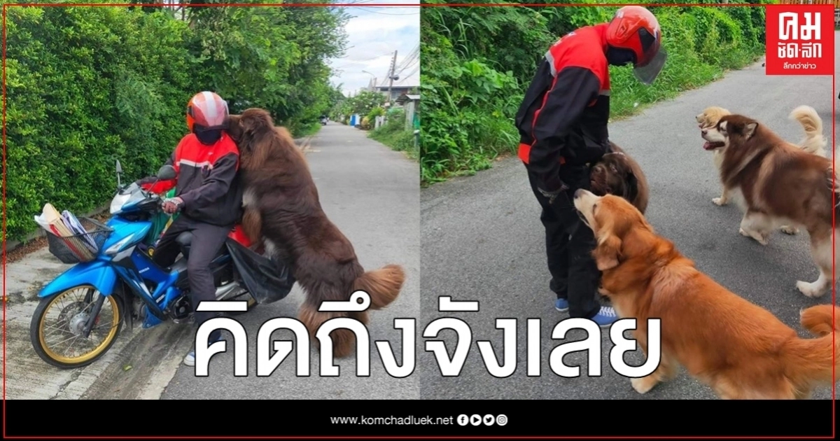 คิดถึงจังเลย แก๊งน้องหมาดีใจเว่อร์เมื่อได้เจอพี่บุรุษไปรษณีย์ งานนี้ความน่ารักจึงบังเกิด คิดถึงจังเลย แก๊งน้องหมาดีใจเว่อร์เมื่อได้เจอพี่บุรุษไปรษณีย์ งานนี้ความน่ารักจึงบังเกิด