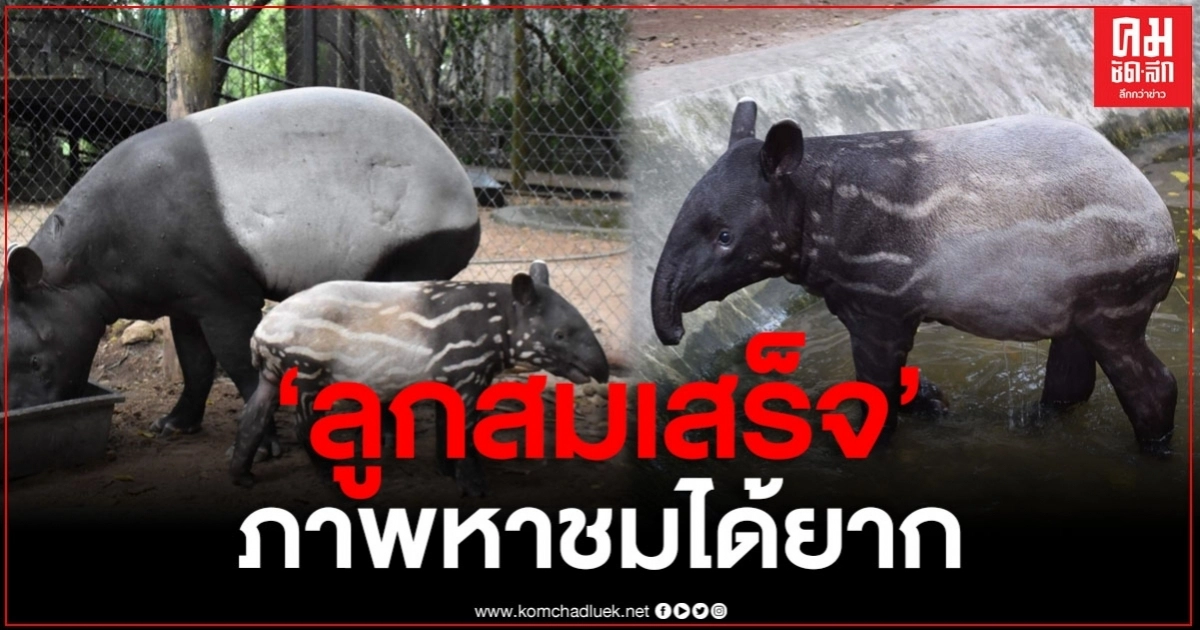 "ลูกสมเสร็จ" สมาชิกใหม่ของสวนสัตว์เปิดเขาเขียว นับเป็นภาพหาชมยาก