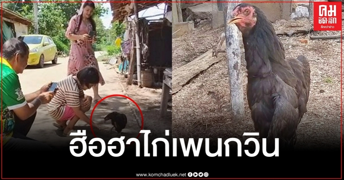 ฮือฮา ไก่แปลกเดินเหมือนเพนกวิน แต่พอรู้สาเหตุที่แท้จริงบอกเลยน่าสงสารมาก