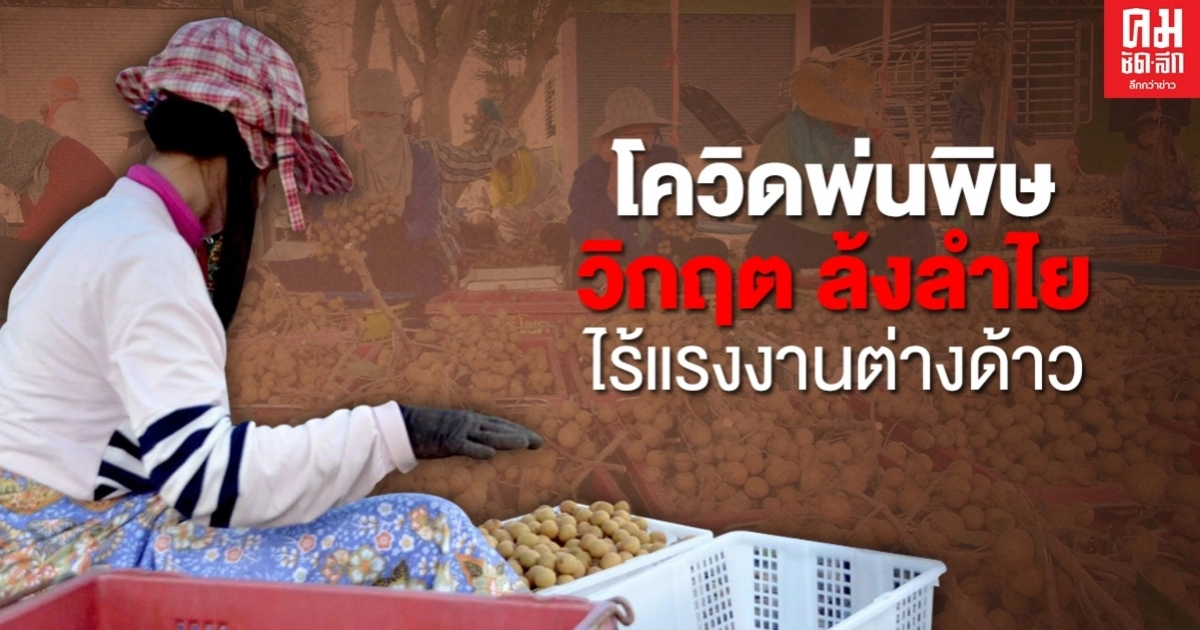 ชี้ชะตา ล้งลำไยเมืองจันท์ ถ้าแรงงานเขมร 4 หมื่นคน ไม่ผ่านตรวจโควิด ชี้ชะตา ล้งลำไยเมืองจันท์ ถ้าแรงงานเขมร 4 หมื่นคน ไม่ผ่านตรวจโควิด