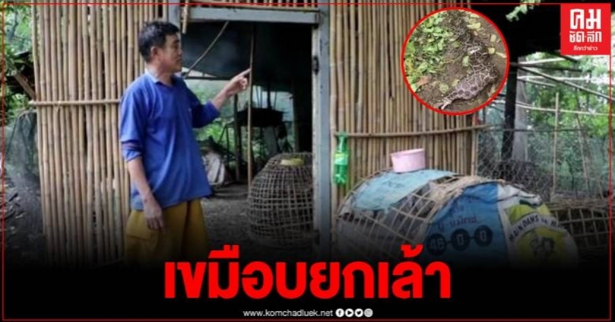 ไก่ชนพันธ์ุดีหายแทบทุกคืน รวมกว่า 10ตัว พอรู้สาเหตุถึงกับอึ้ง ไก่ชนพันธ์ุดีหายแทบทุกคืน รวมกว่า 10ตัว พอรู้สาเหตุถึงกับอึ้ง