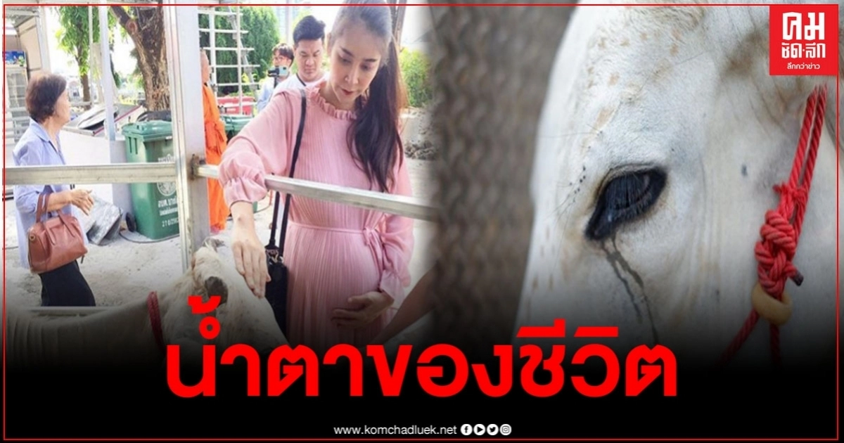 แม่วัวถึงกับหลั่งน้ำตา หลัง "ใหม่ สุคนธวา"และสามี ทำบุญใหญ่ ไถ่ชีวิตโคกระบือ