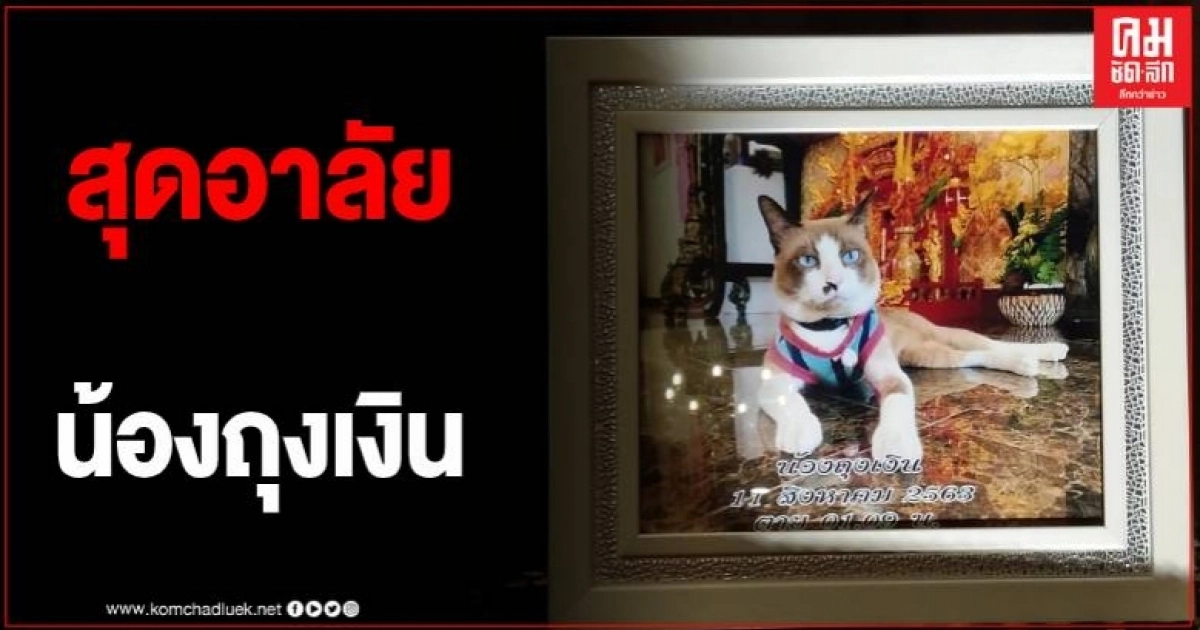 สุดอาลัย อดีตหัวหน้าสถานีอนามัย จัดงานศพให้แมวสุดที่รัก ญาติพี่น้องร่วมงานแน่น สุดอาลัย อดีตหัวหน้าสถานีอนามัย จัดงานศพให้แมวสุดที่รัก ญาติพี่น้องร่วมงานแน่น