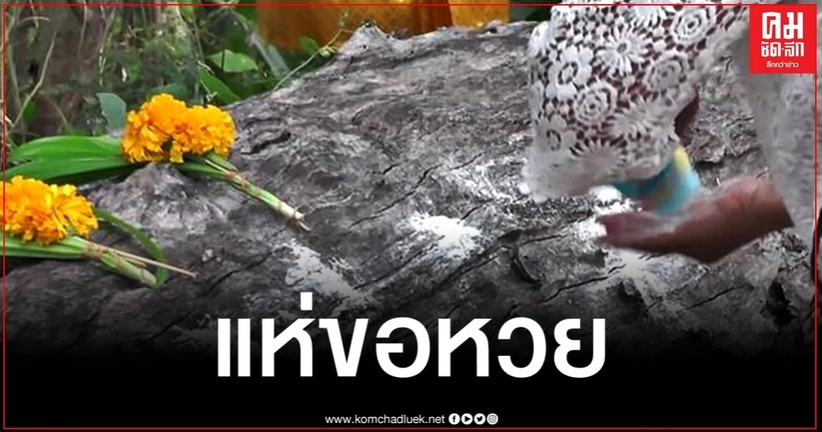คอหวยแห่ส่องเลขตะเคียนยักษ์ ยาว 8 เมตร หลังงวดที่แล้วให้โชคถูกเต็มๆ คอหวยแห่ส่องเลขตะเคียนยักษ์ ยาว 8 เมตร หลังงวดที่แล้วให้โชคถูกเต็มๆ