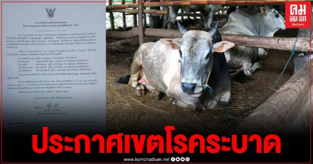 จ.เชียงราย ประกาศเขตโรคระบาดโค-กระบือ หลังพบการเกิดโรคในพื้นที่ อ.เชียงแสน จ.เชียงราย ประกาศเขตโรคระบาดโค-กระบือ หลังพบการเกิดโรคในพื้นที่ อ.เชียงแสน