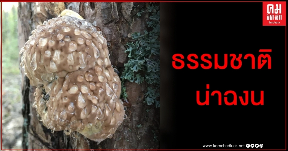 ไขปริศนาภาพฉงนชาวเน็ต ก้อนประหลาดเกาะต้นไม้ หยดน้ำซึมออกมาจากรูพื้นผิว