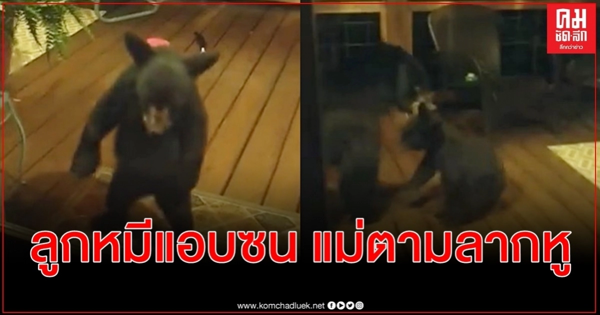 อดหัวเราะไม่ได้กับคลิปนี้ ลูกหมีซนแอบย่องส่องบ้านคน ก่อนถูกแม่หมีมาลากหูออกไป 