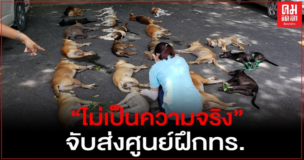 "วอชด็อก"เผย วัดญาณฯชลบุรีจับหมา36 ชีวิตยัดศูนย์ฝึกทร.ไม่เป็นความจริง "วอชด็อก"เผย วัดญาณฯชลบุรีจับหมา36 ชีวิตยัดศูนย์ฝึกทร.ไม่เป็นความจริง