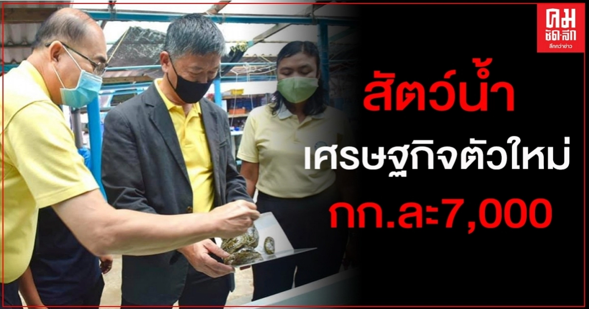 กรมประมง ผลักดัน "ปลิงทะเล" เป็นสัตว์เศรษฐกิจตัวใหม่ของไทย กรมประมง ผลักดัน "ปลิงทะเล" เป็นสัตว์เศรษฐกิจตัวใหม่ของไทย