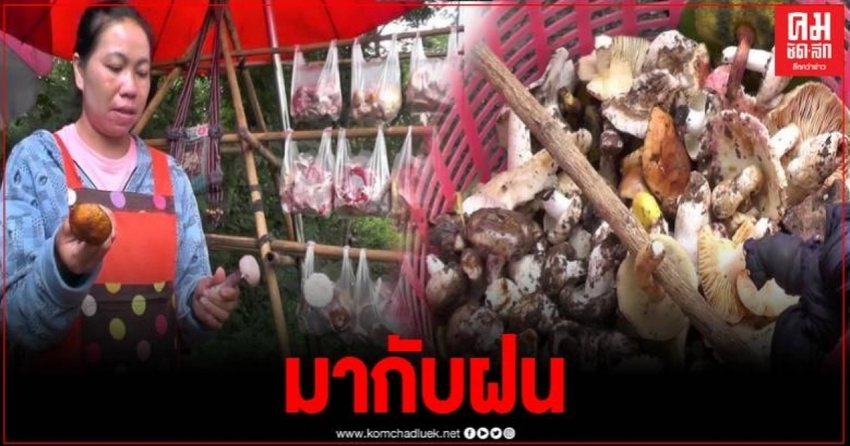ชาวบ้านเฮฝนตก หลังทิ้งช่วงมานาน แห่เข้าป่าเก็บเห็ดขายสร้างรายได้เสริม