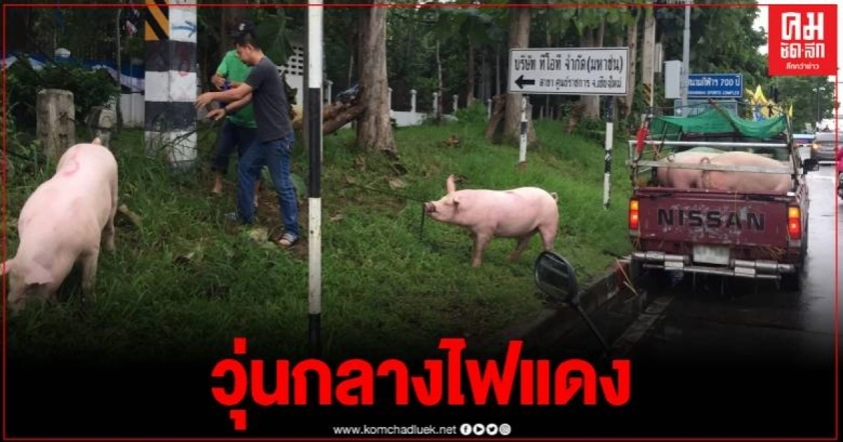 วุ่น หมูหลุดกลางถนน ชั่วโมงเร่งด่วน ร้องขอตำรวจช่วยจับ (ชมคลิป) วุ่น หมูหลุดกลางถนน ชั่วโมงเร่งด่วน ร้องขอตำรวจช่วยจับ (ชมคลิป)