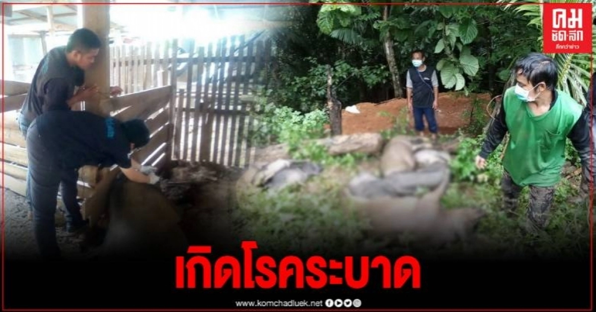 แม่ฮ่องสอน เกิดโรคระบาดในสุกร ล้มตายจำนวนมาก จนท.เฝ้าระวัง แม่ฮ่องสอน เกิดโรคระบาดในสุกร ล้มตายจำนวนมาก จนท.เฝ้าระวัง