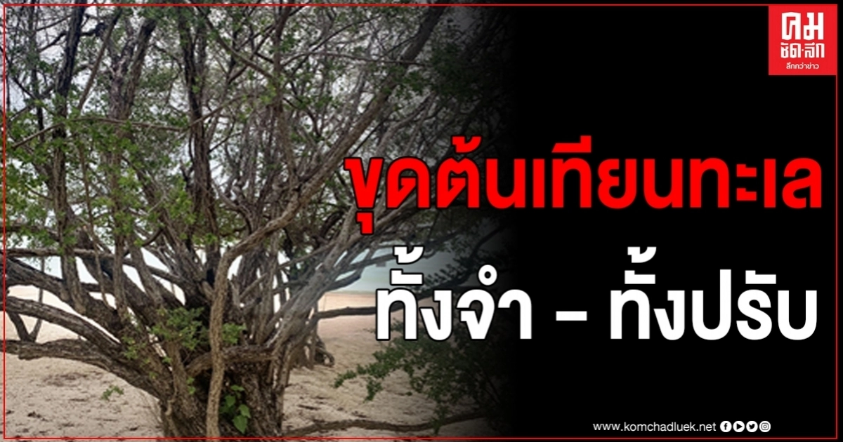 อย่าทำเด็ดขาด ลักลอบขุด"ต้นเทียนทะเล" จำคุก 1 ปี ปรับ  1 แสนบาท 