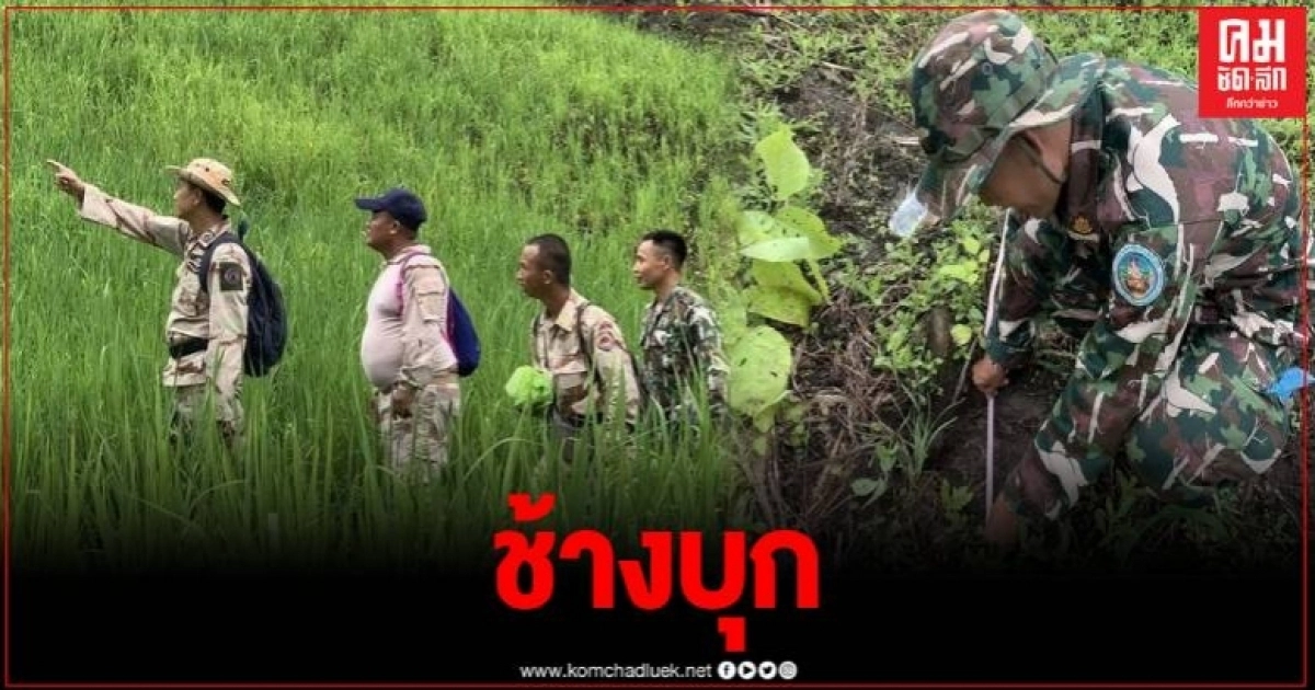 แม่ฮ่องสอน ชาวบ้านเดือดร้อนหนัก ช้างป่าบุกทำลายไร่ข้าวโพด