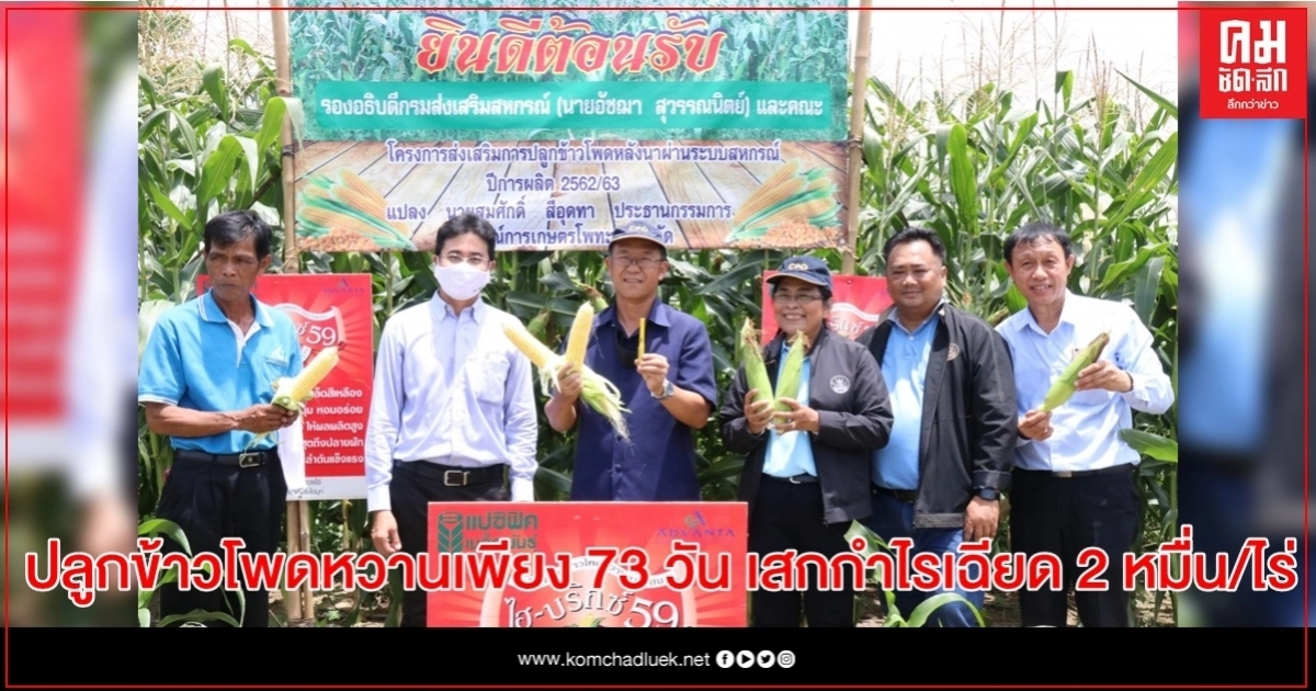 ปลูกข้าวโพดหวานเพียง 73 วัน เสกกำไรเฉียด 2 หมื่น/ไร่ สมาชิกสหกรณ์จังหวัดพิจิตร เตรียมขยายพื้นที่ปลูกข้าวโพดหวานเพิ่มรายได้ ปลูกข้าวโพดหวานเพียง 73 วัน เสกกำไรเฉียด 2 หมื่น/ไร่ สมาชิกสหกรณ์จังหวัดพิจิตร เตรียมขยายพื้นที่ปลูกข้าวโพดหวานเพิ่มรายได้