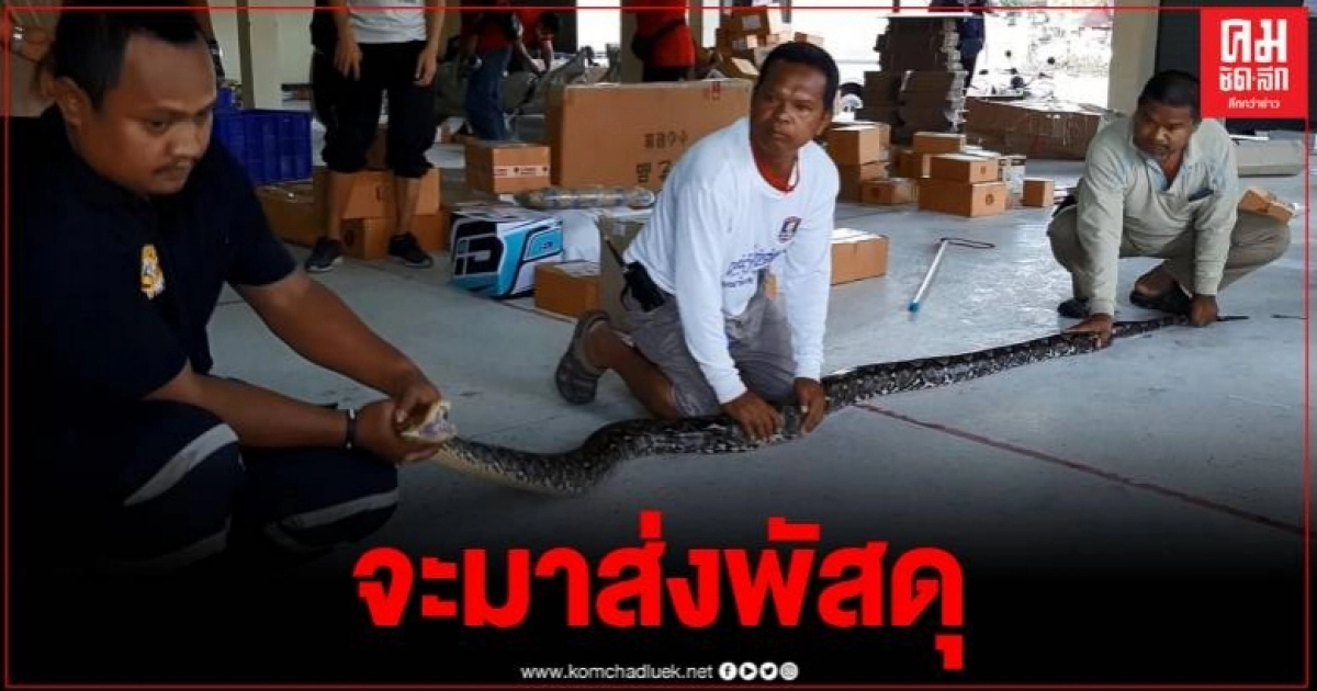 ระทึก พนักงานบริษัทขนส่ง เจองูเหลือมซุกบนกล่องพัสดุ ขณะเข้ามาทำงาน ระทึก พนักงานบริษัทขนส่ง เจองูเหลือมซุกบนกล่องพัสดุ ขณะเข้ามาทำงาน