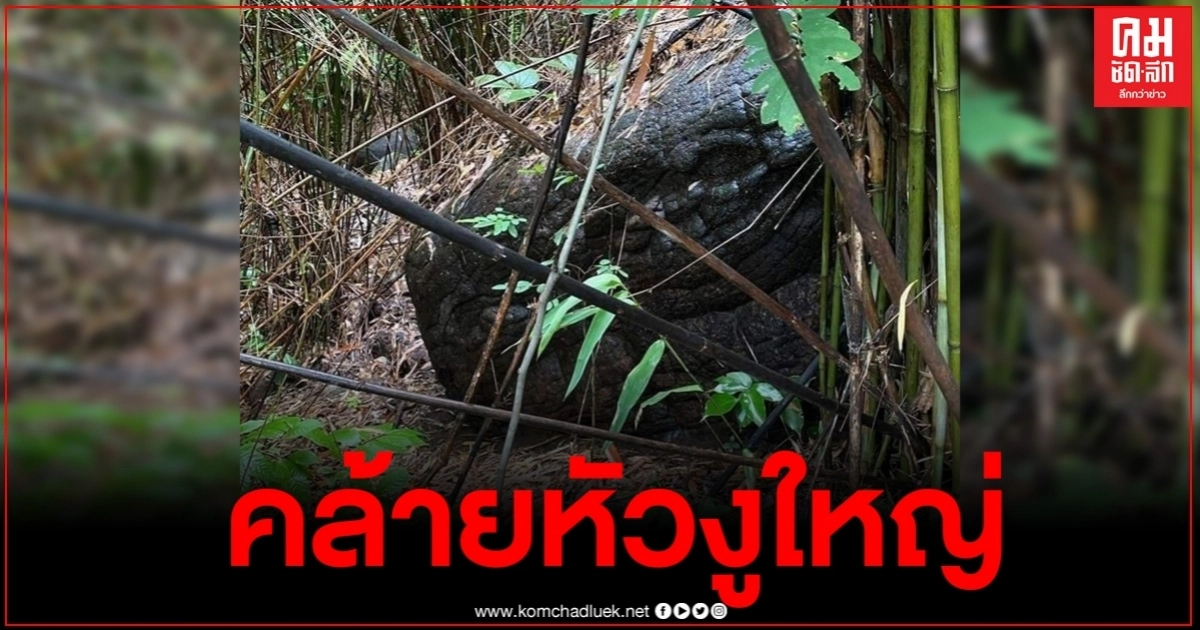ฮือฮาพบหินคล้ายหัวงูขนาดใหญ่ มีตา ปาก เกล็ดครบ ฮือฮาพบหินคล้ายหัวงูขนาดใหญ่ มีตา ปาก เกล็ดครบ