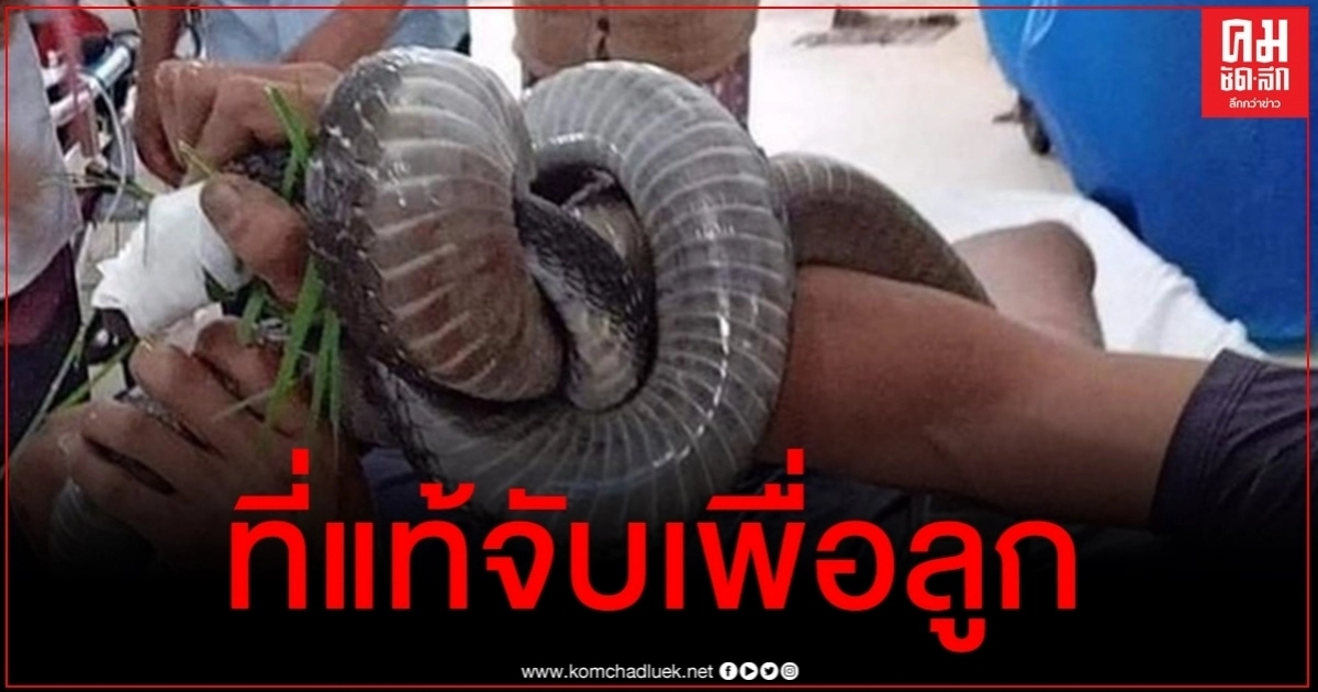ธารน้ำใจหลั่งไหลช่วยครอบครัวชายเวียดนามถูกงูจงอางกัด เมื่อรู้เหตุผลจับเพื่อลูก ธารน้ำใจหลั่งไหลช่วยครอบครัวชายเวียดนามถูกงูจงอางกัด เมื่อรู้เหตุผลจับเพื่อลูก