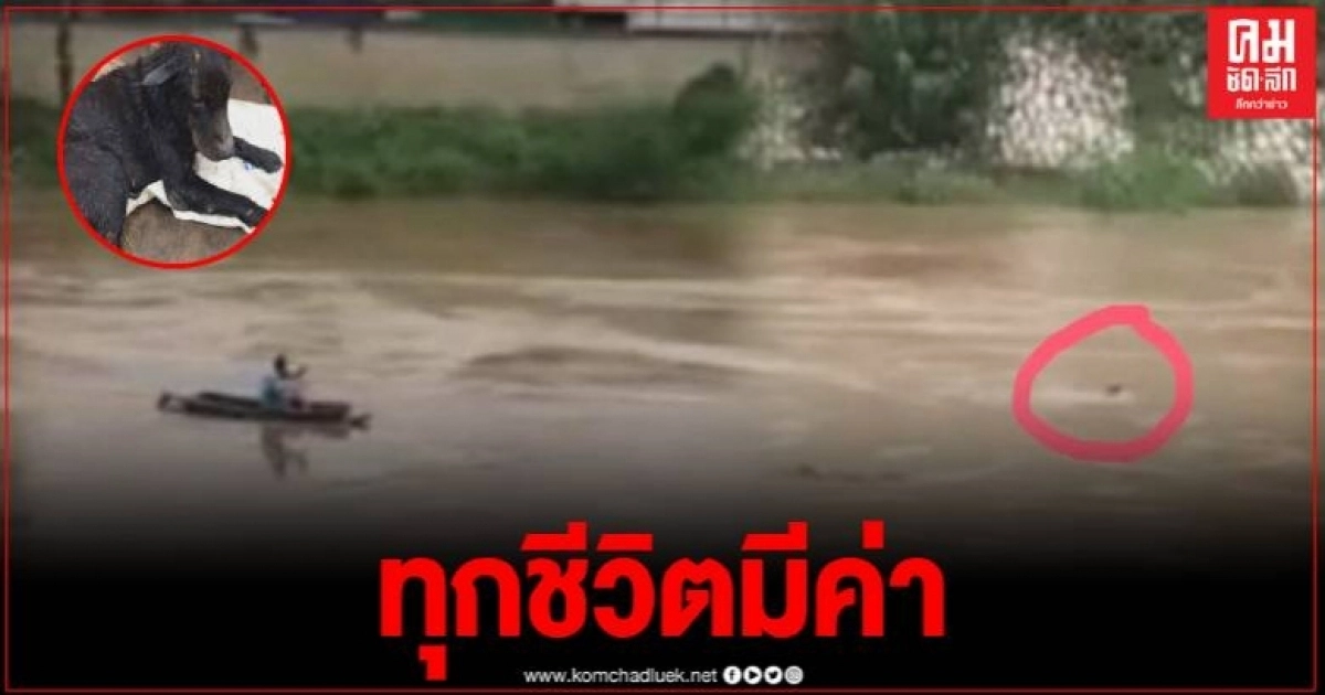 เปิดคลิปประทับใจ ลุงปุ๊ย พายเรือไปช่วยน้องหมากลางแม่น้ำยมที่ไหลเชี่ยว เปิดคลิปประทับใจ ลุงปุ๊ย พายเรือไปช่วยน้องหมากลางแม่น้ำยมที่ไหลเชี่ยว