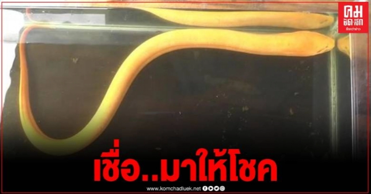 แตกตื่น พบปลาไหลสีทอง ชาวบ้านแห่ขอโชค