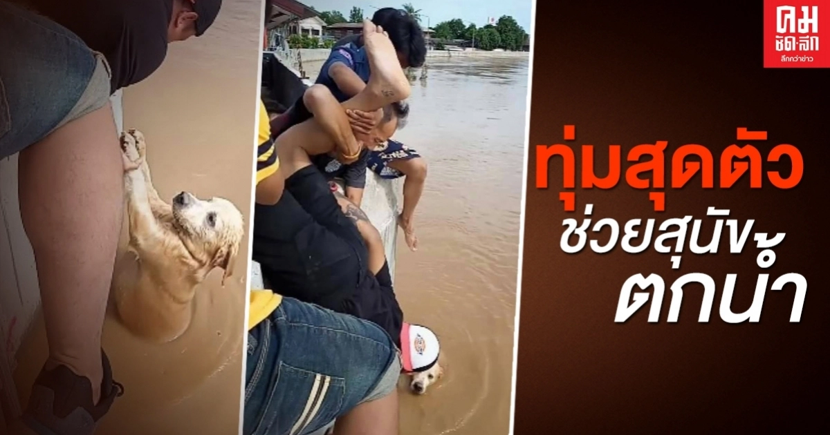 โซเชียลแห่ชื่นชม นาทีหนุ่มพลเมืองดี ทุ่มสุดตัวช่วยสุนัขขึ้นจากน้ำ โซเชียลแห่ชื่นชม นาทีหนุ่มพลเมืองดี ทุ่มสุดตัวช่วยสุนัขขึ้นจากน้ำ