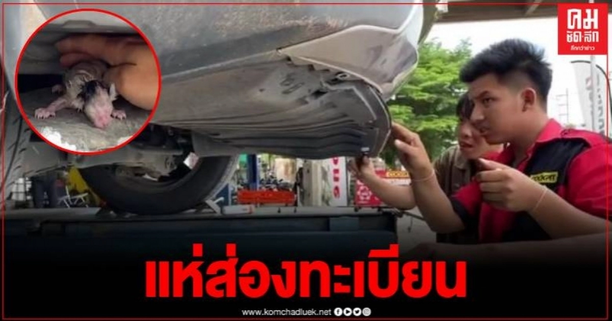ขับรถมาเที่ยวเขาค้อ-ทับเบิก แมวแอบคลอดในรถ โซเชียลแห่ขอดูทะเบียนรถหวังเสี่ยงโชค ขับรถมาเที่ยวเขาค้อ-ทับเบิก แมวแอบคลอดในรถ โซเชียลแห่ขอดูทะเบียนรถหวังเสี่ยงโชค