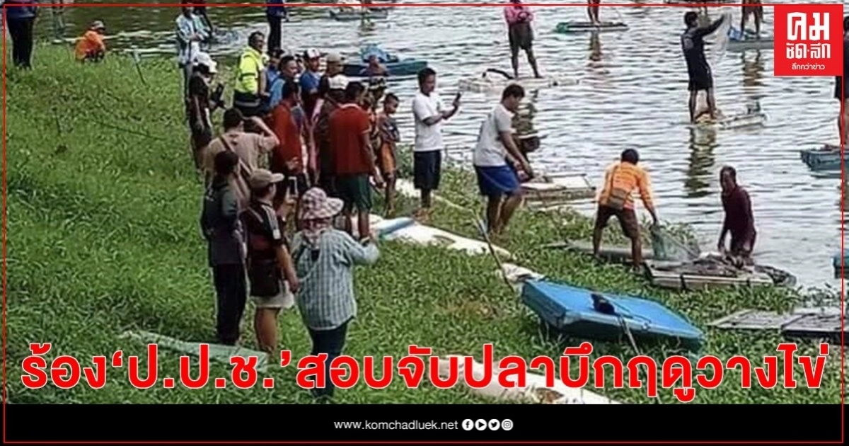 "ศรีสุวรรณ" ร้องป.ป.ช. สอบปล่อยให้ผู้รับเหมาจับปลาบึกในฤดูปลาวางไข่ "ศรีสุวรรณ" ร้องป.ป.ช. สอบปล่อยให้ผู้รับเหมาจับปลาบึกในฤดูปลาวางไข่