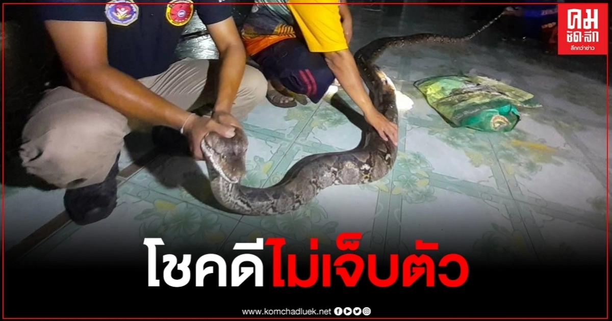 ภารโรงเจองูเหลือม นอนอยู่ข้างทาง ขณะที่กำลังเดินตรวจเวรยาม ภารโรงเจองูเหลือม นอนอยู่ข้างทาง ขณะที่กำลังเดินตรวจเวรยาม