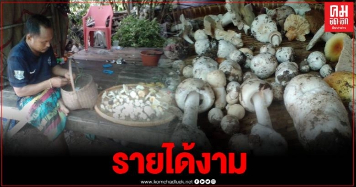 ชาวบ้านมีเฮ ฝนตกต่อเนื่องเก็บเห็ดป่าขาย รายได้งาม บางรายขายได้พันบาทต่อวัน