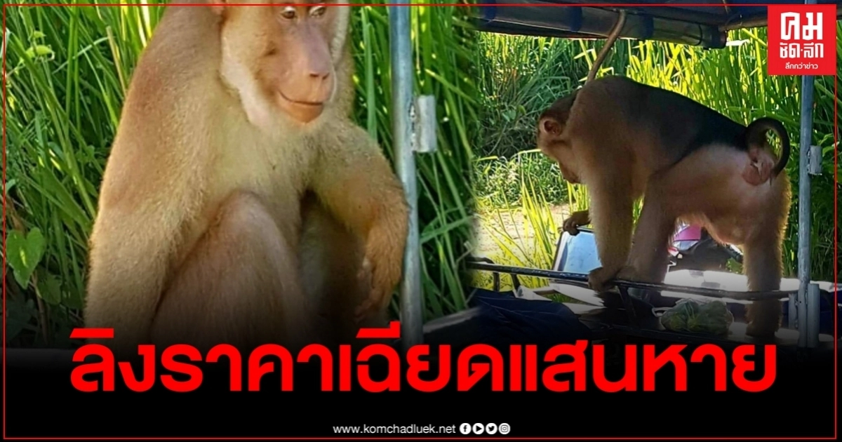 หากันวุ่น ลิงกังหนุ่มวัย 2 ปี ราคาเฉียดแสนหาย ล่าสุดมีคนเจอ โผล่เขตเทศบาล หากันวุ่น ลิงกังหนุ่มวัย 2 ปี ราคาเฉียดแสนหาย ล่าสุดมีคนเจอ โผล่เขตเทศบาล