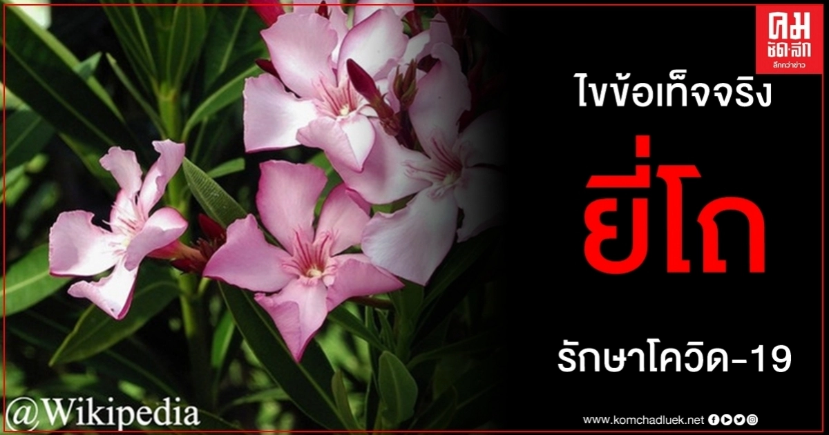 ไขข้อเท็จจริง ทำเนียบขาวหนุน ยี่โถ ตัวเลือกรักษา โควิด-19 ได้จริงหรือไม่ ไขข้อเท็จจริง ทำเนียบขาวหนุน ยี่โถ ตัวเลือกรักษา โควิด-19 ได้จริงหรือไม่