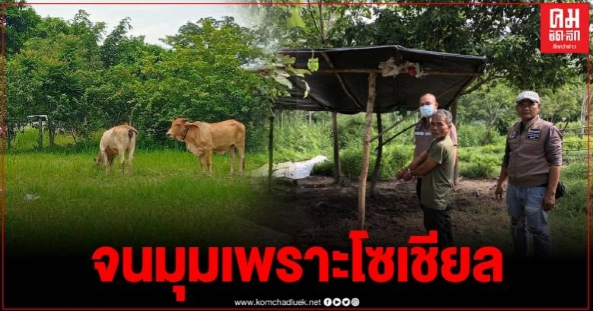 คนร้ายโพสต์ขายวัวที่ขโมยมา เจ้าของเจอแจ้ง ตร.รวบยกแก๊ง เผยมีผู้เสียหาย 10 ราย คนร้ายโพสต์ขายวัวที่ขโมยมา เจ้าของเจอแจ้ง ตร.รวบยกแก๊ง เผยมีผู้เสียหาย 10 ราย