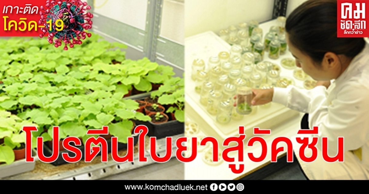 เปิดโฉม นักวิจัยสตาร์ทอัพจุฬาฯ พัฒนาวัคซีน โควิด-19 โปรตีนจากใบยาสูบสำเร็จ เปิดโฉม นักวิจัยสตาร์ทอัพจุฬาฯ พัฒนาวัคซีน โควิด-19 โปรตีนจากใบยาสูบสำเร็จ