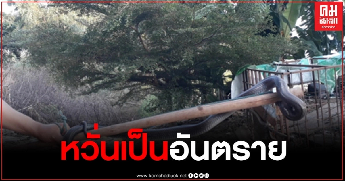 ชาวนากงไกรลาศ พายเรือล่างูเห่าหนีน้ำท่วม