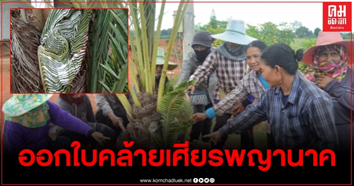 ฮือฮาชาวสวนแห่ดูต้นอินทผาลัม ออกใบคล้ายเศียรพญานาค จุดธูปขอโชคลาภ ฮือฮาชาวสวนแห่ดูต้นอินทผาลัม ออกใบคล้ายเศียรพญานาค จุดธูปขอโชคลาภ